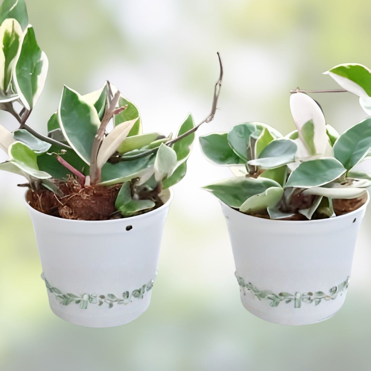 Hoya Chelsea Cuttings - Rooted Hoya Carnosa Chelsea Indoor Houseplant Propagation Kit