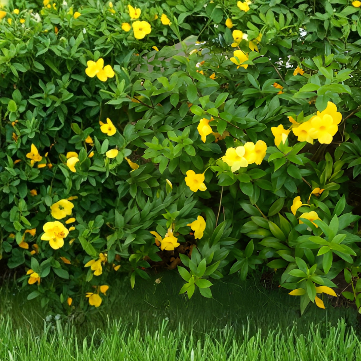 Allamanda Plant - 1 Gal Golden Trumpet Blooms - Allamanda cathartica - Tropical Outdoor Shrub for Gardens and Containers