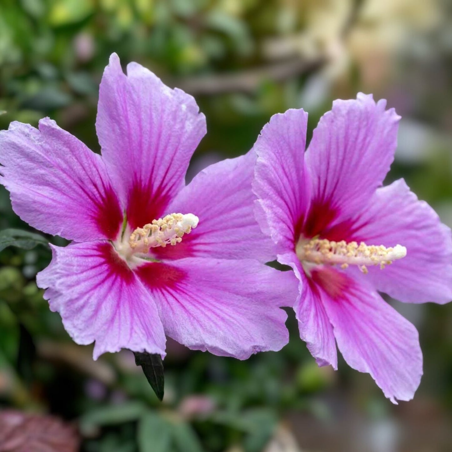 Rose of Sharon Plant Cuttings 10-Pack | White and Purple Mix | Unrooted Hibiscus syriacus Hardy Zones 5-9