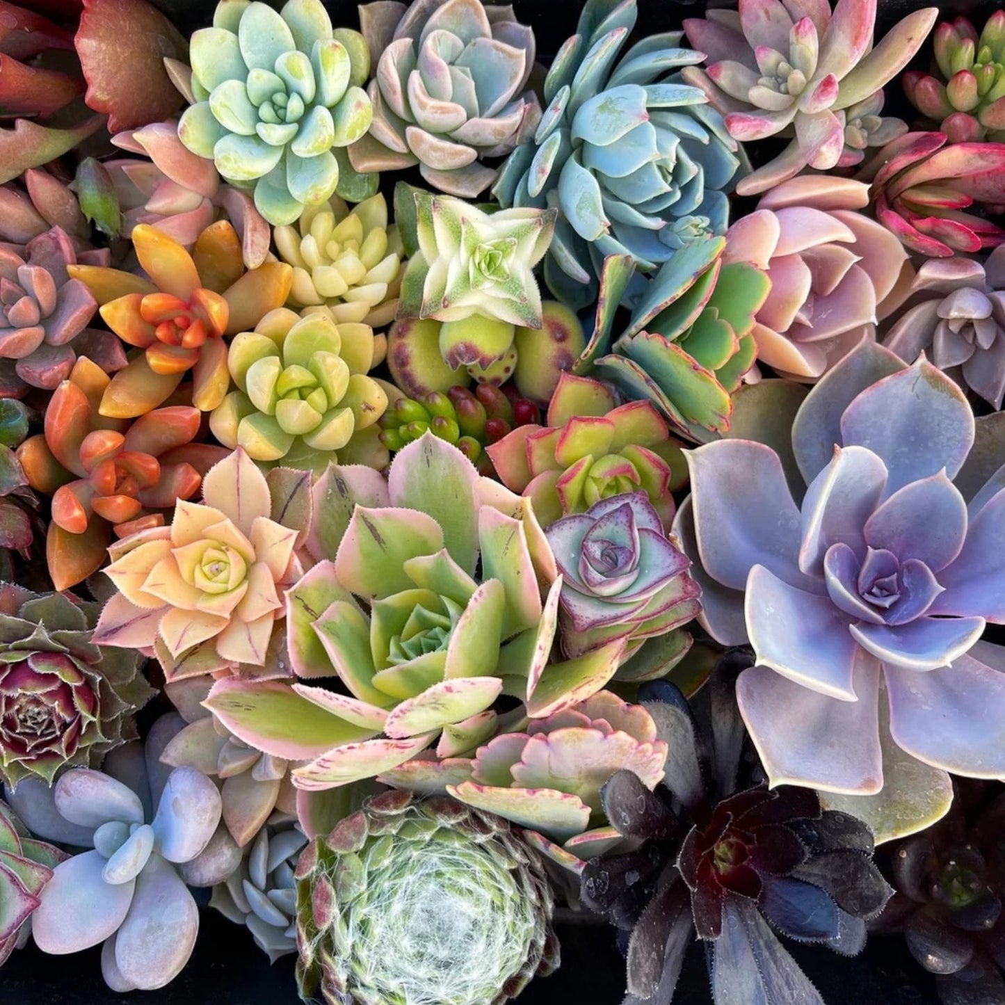 Rainbow Succulent Bundle - 6 Colorful Live Succulents/Cuttings - Variety May Vary - Indoor Gardening Plant Collection