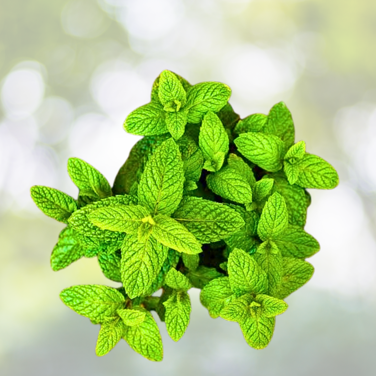 Mint Seeds - 1000pcs Non-GMO Heirloom Herb Seeds for Herbal Tea Gardens - Mentha spp.