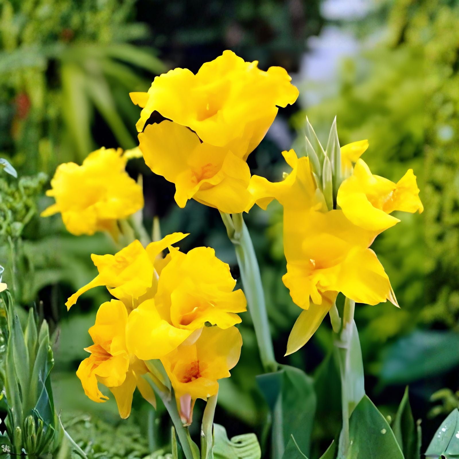 Large Canna Lily Bulbs, Yellow Canna indica, Tropical Flowering Plant for Gardens and Landscapes