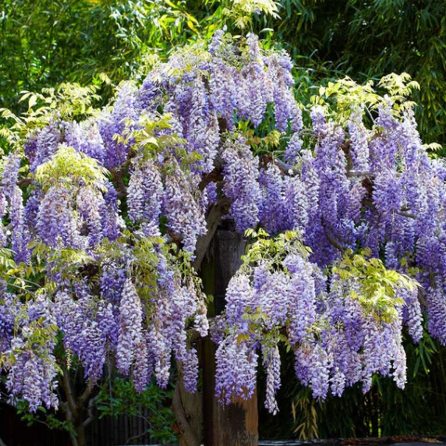 Blue Weeping Wisteria Vine Seedling - 1 Year, Blue Flowers, Wisteria floribunda, Garden Plant, Climbing Vine, Ornamental Plant