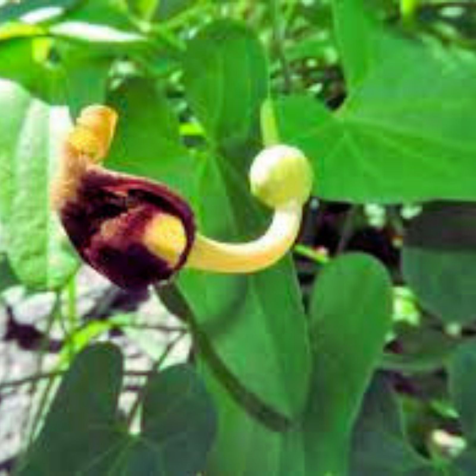 Pipevine Seeds 20 Pack - Aristolochia durior - Exotic Climbing Plant with Unique Pipe-Shaped Flowers