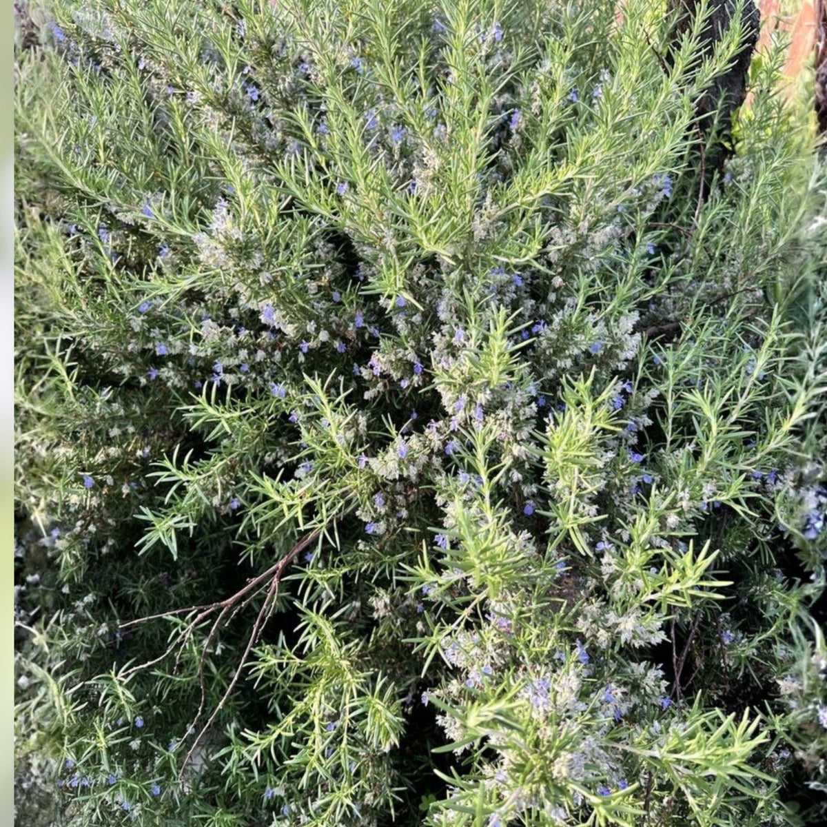 Organic Rosemary Herb Plant Cuttings - 10" Live Rosmarinus officinalis, Fresh Culinary Herb, Fast Shipping