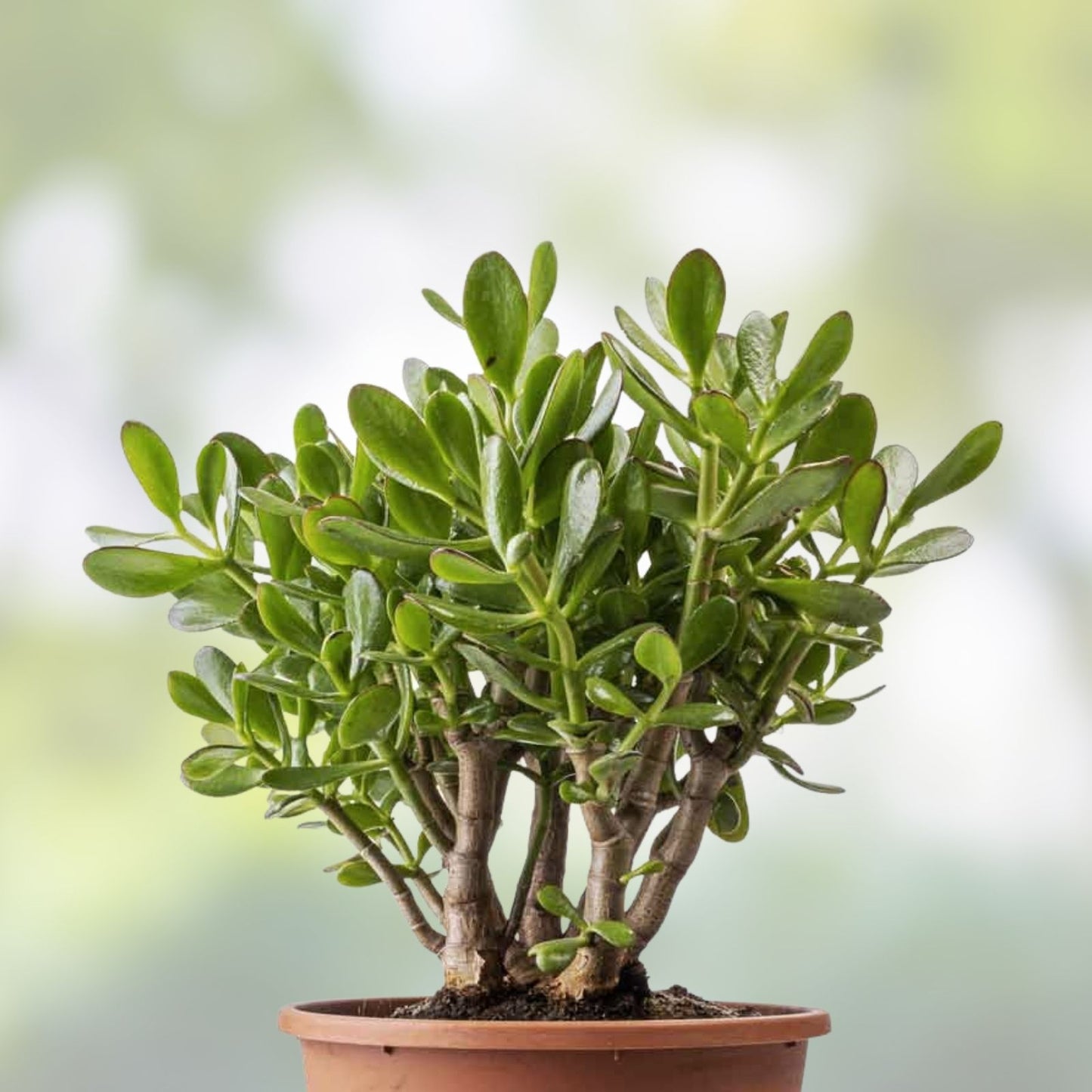 Jade Plant Succulent Thick Cutting 0,75-1 Inch Crassula ovata Two Pieces | Easy Care Indoor Plant