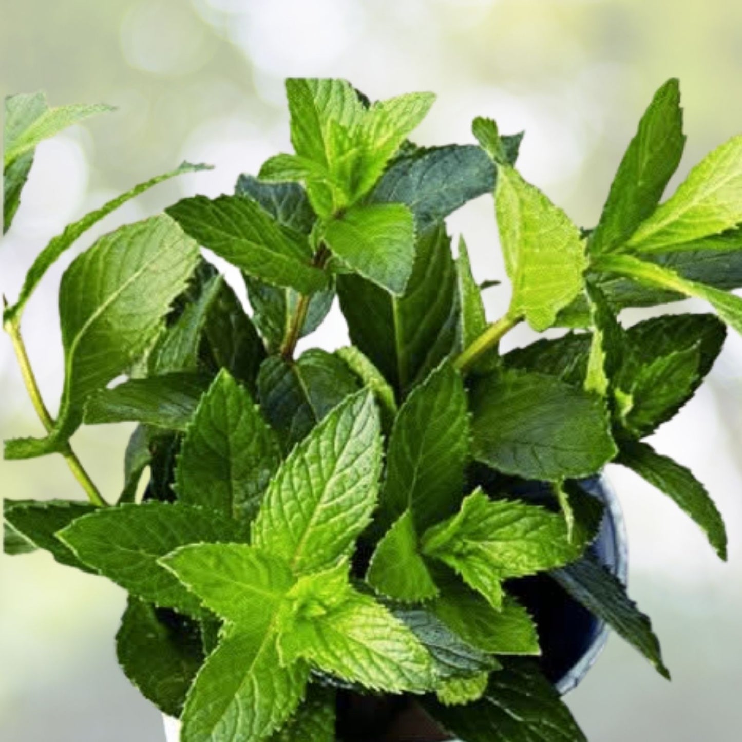 Peppermint Seeds - 100+ Heirloom Seeds for Herb Garden - Mentha piperita - USA Grown