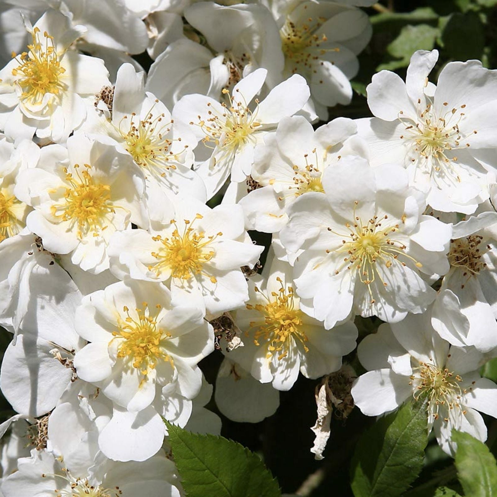 Heirloom Baby Rambling Rose Bush Live Plant 1' Multiflora White Rooted Climbing Rose Rosa multiflora