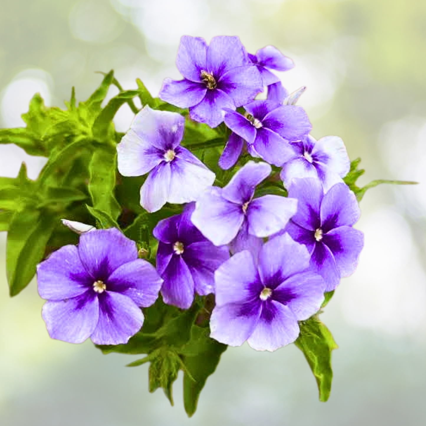 Phlox Seeds - 100 Rare Blue Blooms - Pollinator Attractor - Non-GMO - Phlox subulata