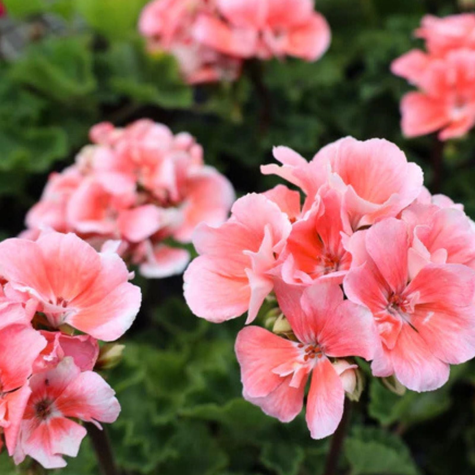 Salmon Pink Pelargonium Zonal Geranium Live Plant 4" Starter Cuttings - Pelargonium x hortorum