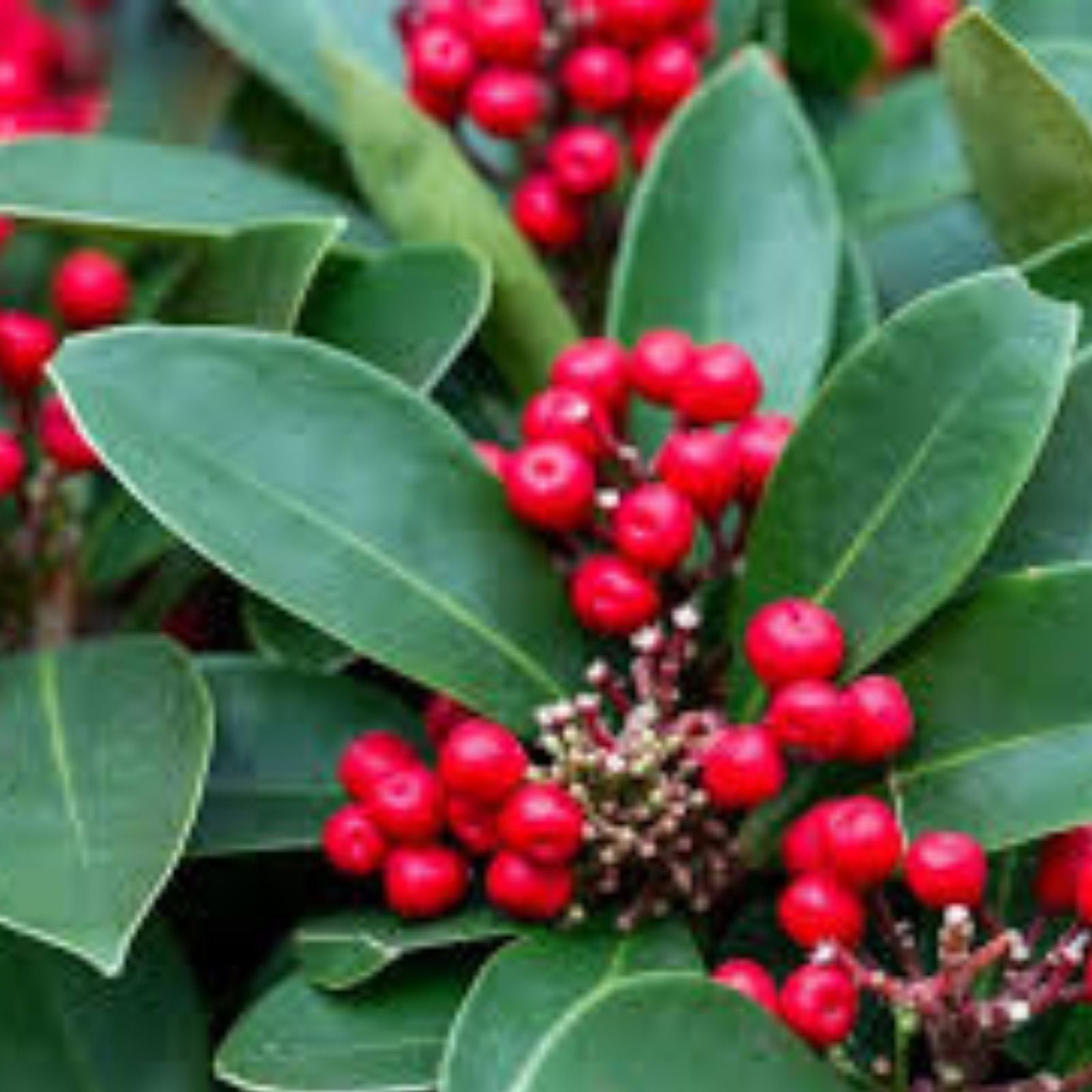 Deciduous Holly Live Plant Set of 2 – Ilex decidua with Red Berries – Bare Root, Zones 5-9