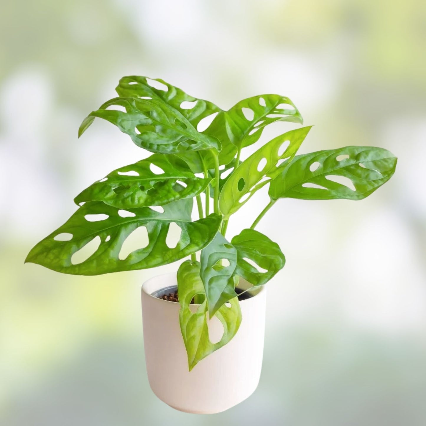 Monstera Peru Plant Cuttings - Tropical Houseplant Propagation - Monstera adansonii - Indoor Plant Collection