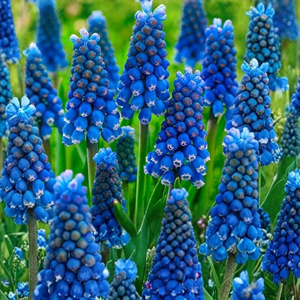 Blue Grape Hyacinth Bulbs 8-9 cm Deep Cobalt Blue Muscari armeniacum Hardy Spring Garden Planting