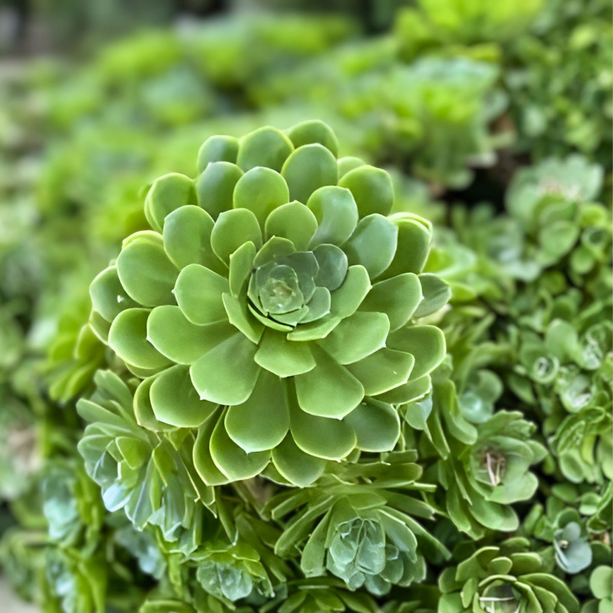 Rare Aeonium Arboreum Irish Rose 4 Cuttings Green Succulent Plants Indoor Gardening Home Decor