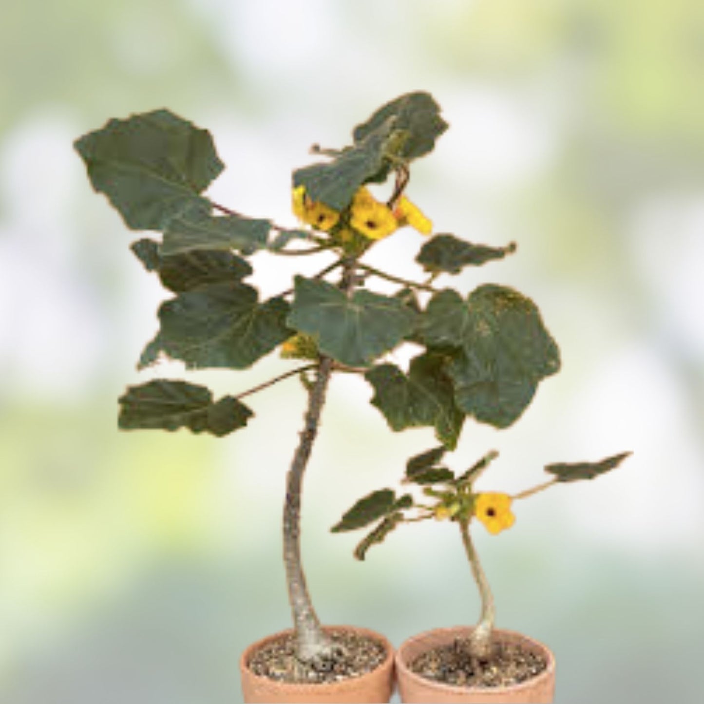 Uncarina Ankaranensis 4-inch Rare Madagascar Flowering Succulent Caudex Plant