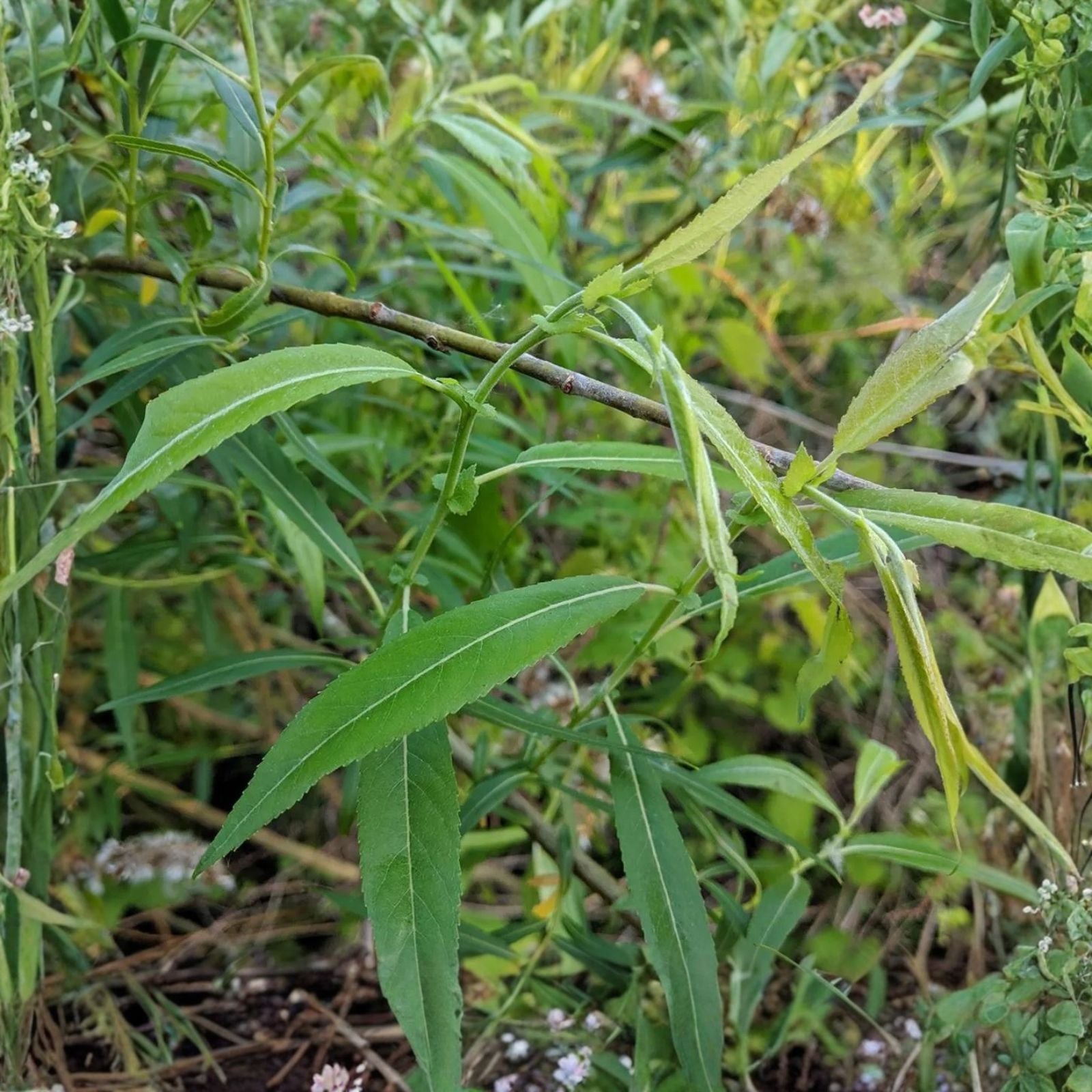 Blackskin Willow Cuttings - 2 Bushes - Rare Black Branches - Salix nigra - Live Planting Material for Landscaping