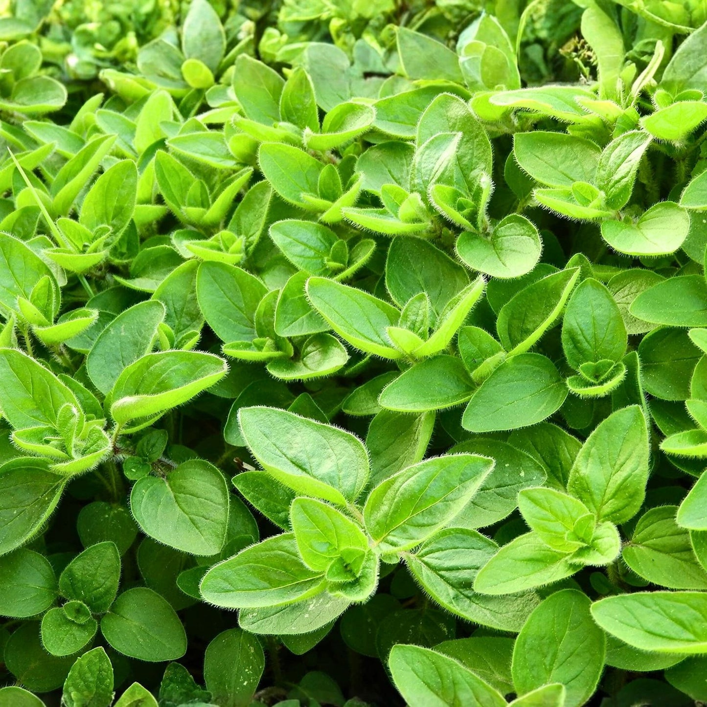 Sweet Marjoram Seeds 500 Count Heirloom Non-GMO Culinary Herb Origanum majorana for Gardening and Cooking