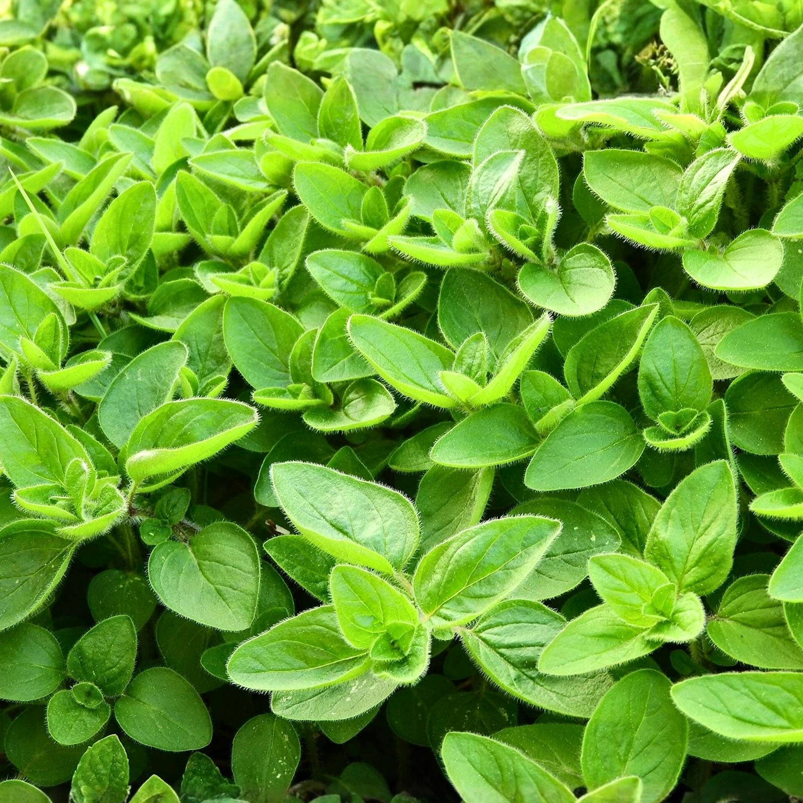 Sweet Marjoram Seeds 500 Count Heirloom Non-GMO Culinary Herb Origanum majorana for Gardening and Cooking