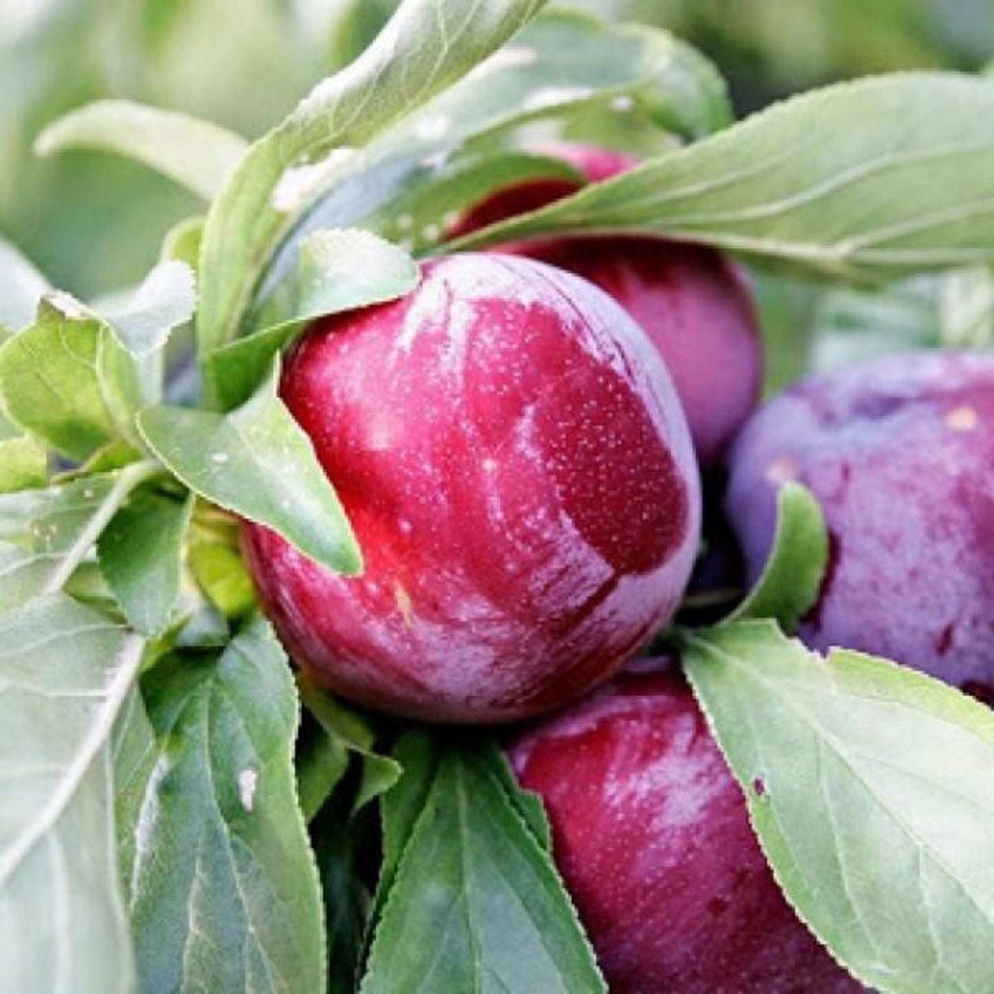 Elephant Heart Plum Cuttings - 5 Fresh Unrooted Prunus Salicina for USDA Zones 5-9