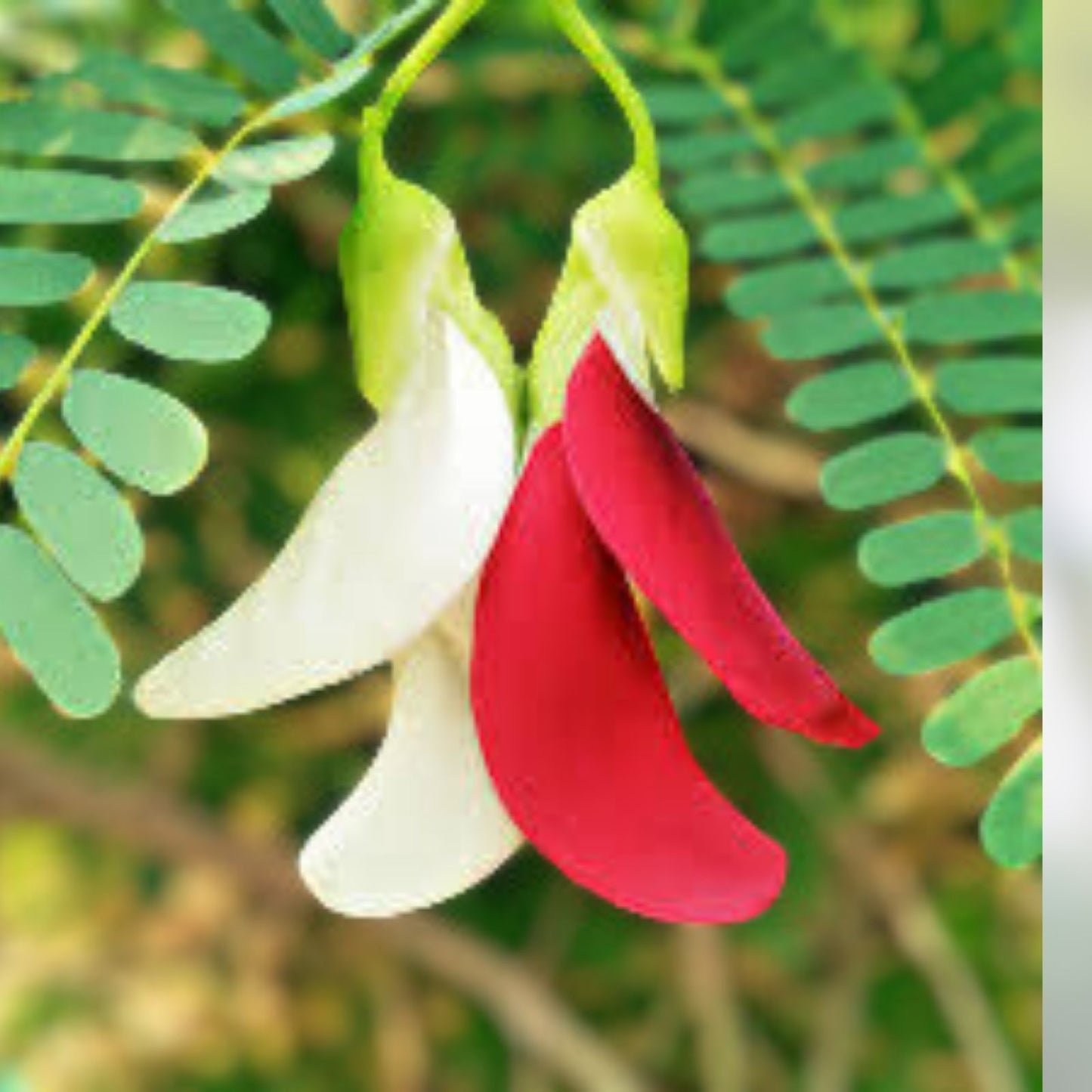 Vegetable Hummingbird Tree Seed Mix – Agati Flower (Sesbania grandiflora) – Tropical Garden Seeds for Edible Landscaping