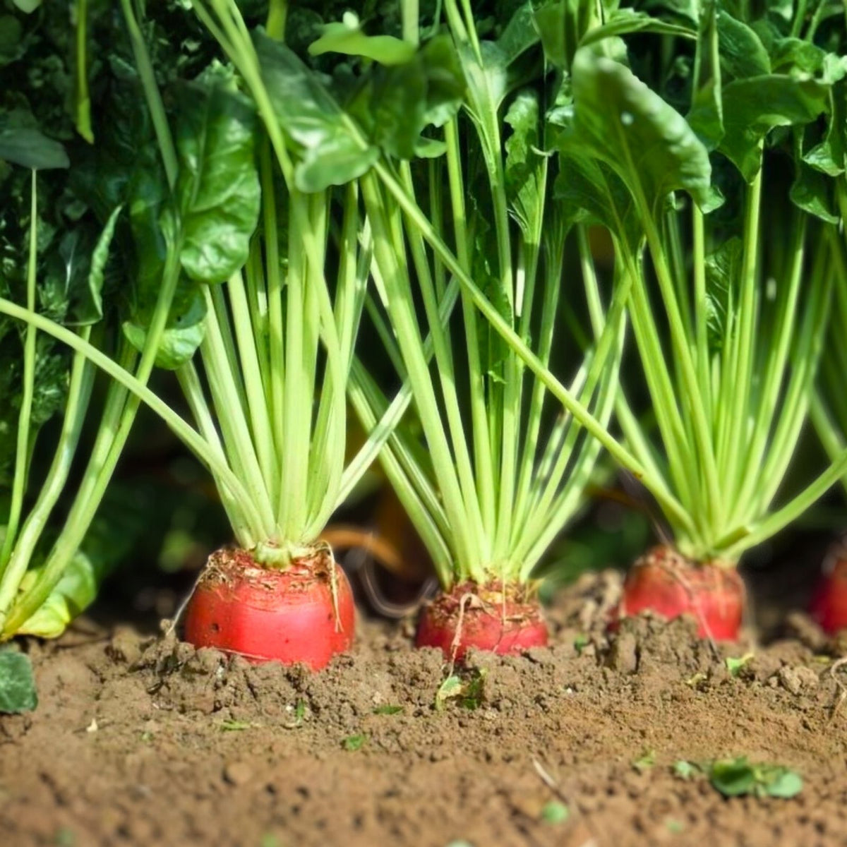 Organic Red Mammoth Sunchoke Tubers for Planting - Helianthus tuberosum - Red Jerusalem Artichoke - Heirloom Edible Plants