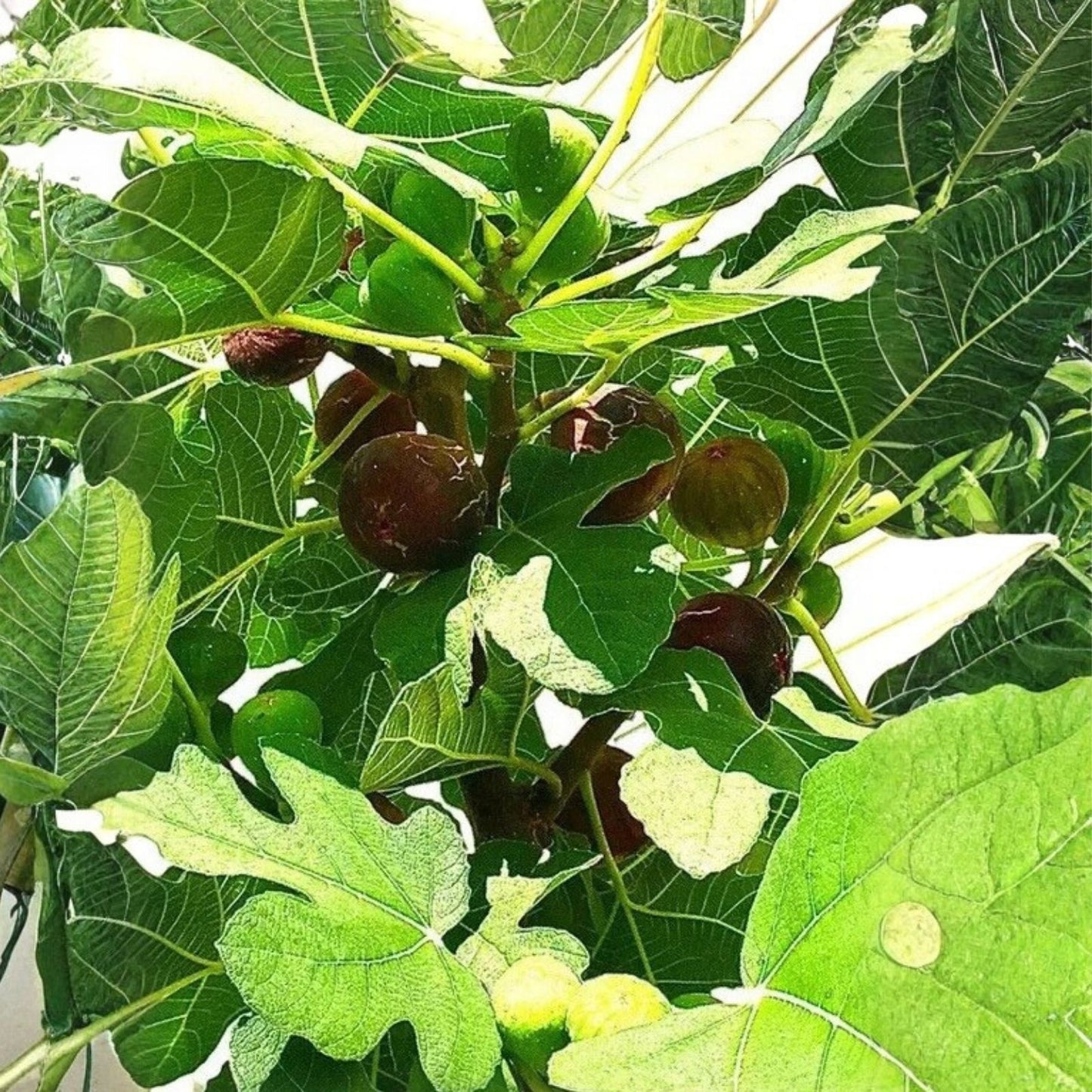Fig Tree Cuttings 6 Pieces Vasilika Sika White Fig Cold Hardy Fruit Plant