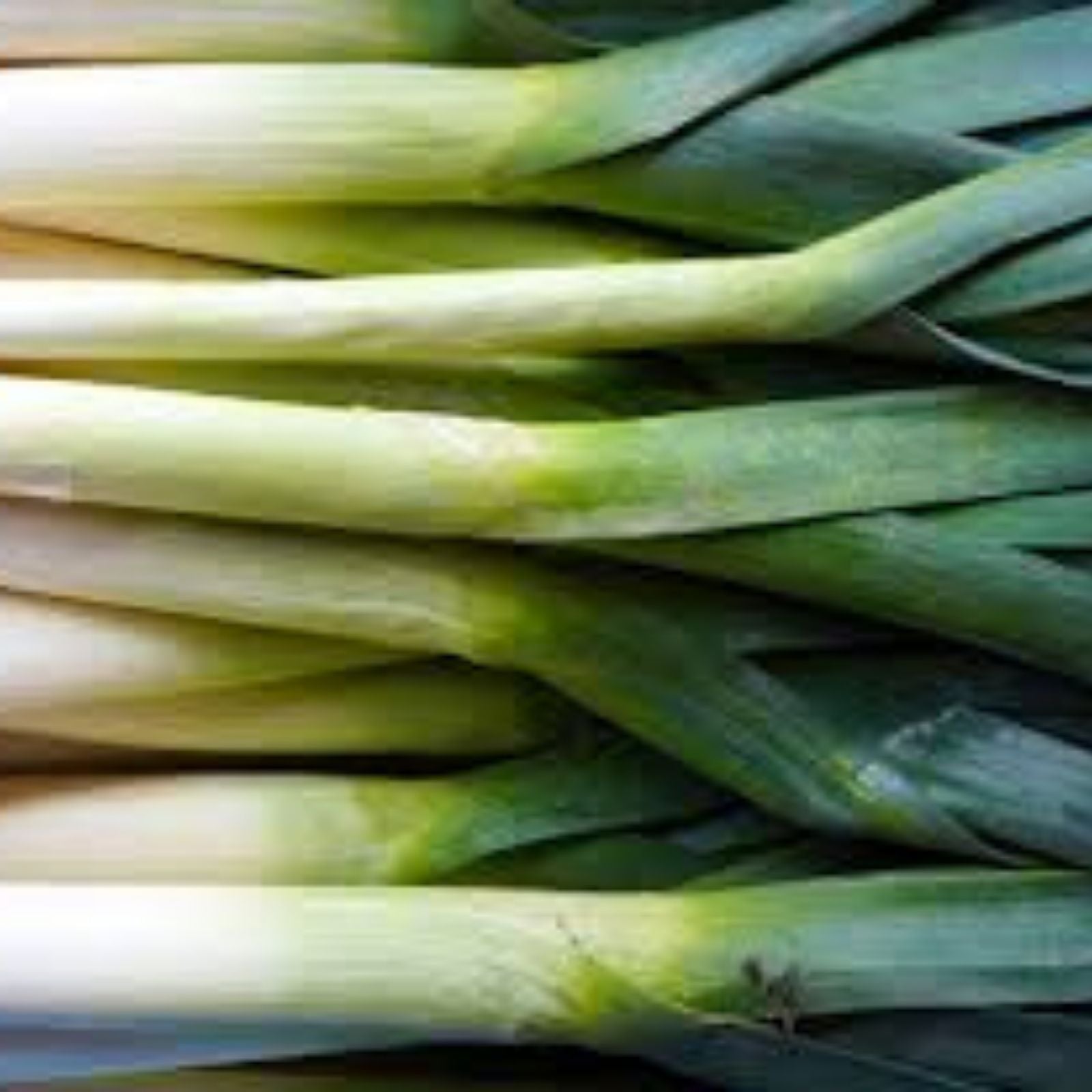 Leek Seeds for Planting – 50+ Fresh Garden Seeds, Allium ampeloprasum, Ideal for Salads and Garnish