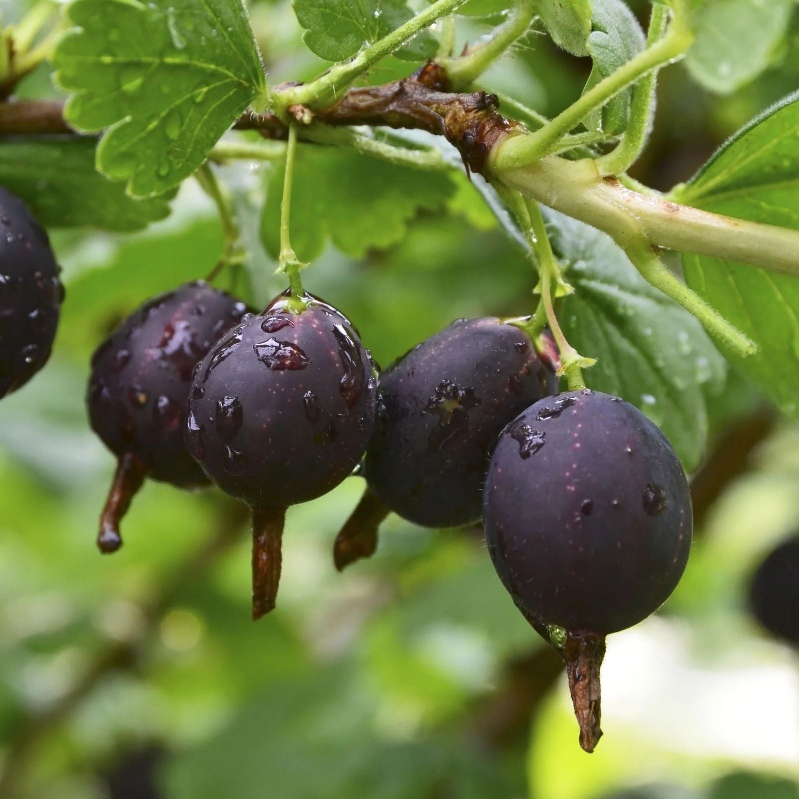 Black Velvet Gooseberry Starter Plant – Well Rooted Superfood Berry – Ribes nigrum – Zones 3-8