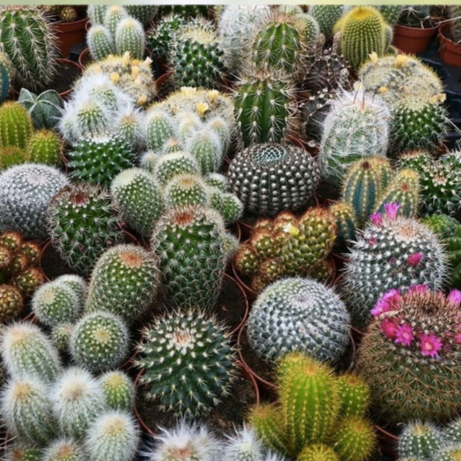 Cacti Seeds Mix 100 Pack - Exotic Varieties for Planting - Various Species - Ships from Iowa, USA