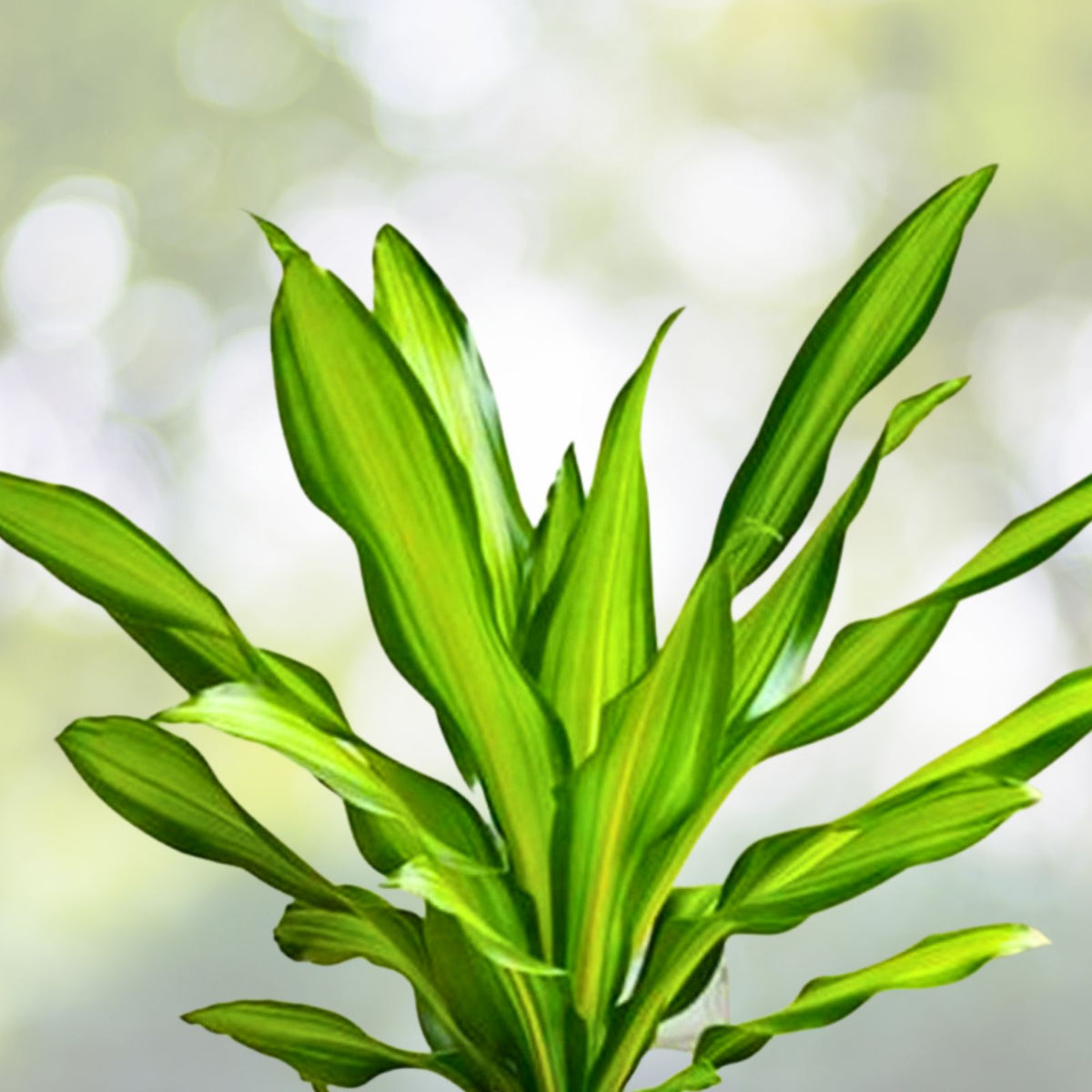 Dracaena Fragrans Corn Plant - 8" Indoor Houseplant with Thick Stem - Fragrant Bloomer - Easy Care Greenery