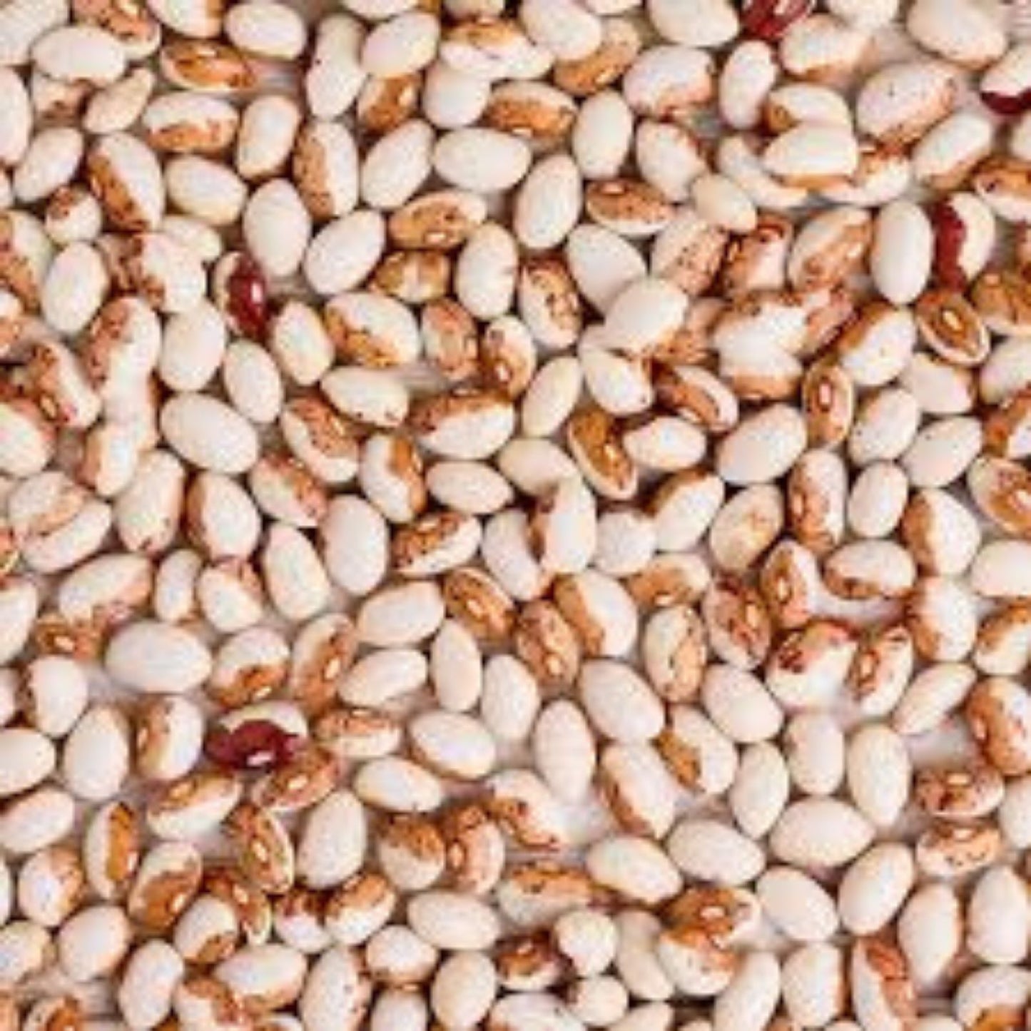 Hidatsa Shield Bean Seeds - 30 Heirloom Phaseolus vulgaris, Easy to Grow, Nutrient-Rich, Organic Vegetable Seeds