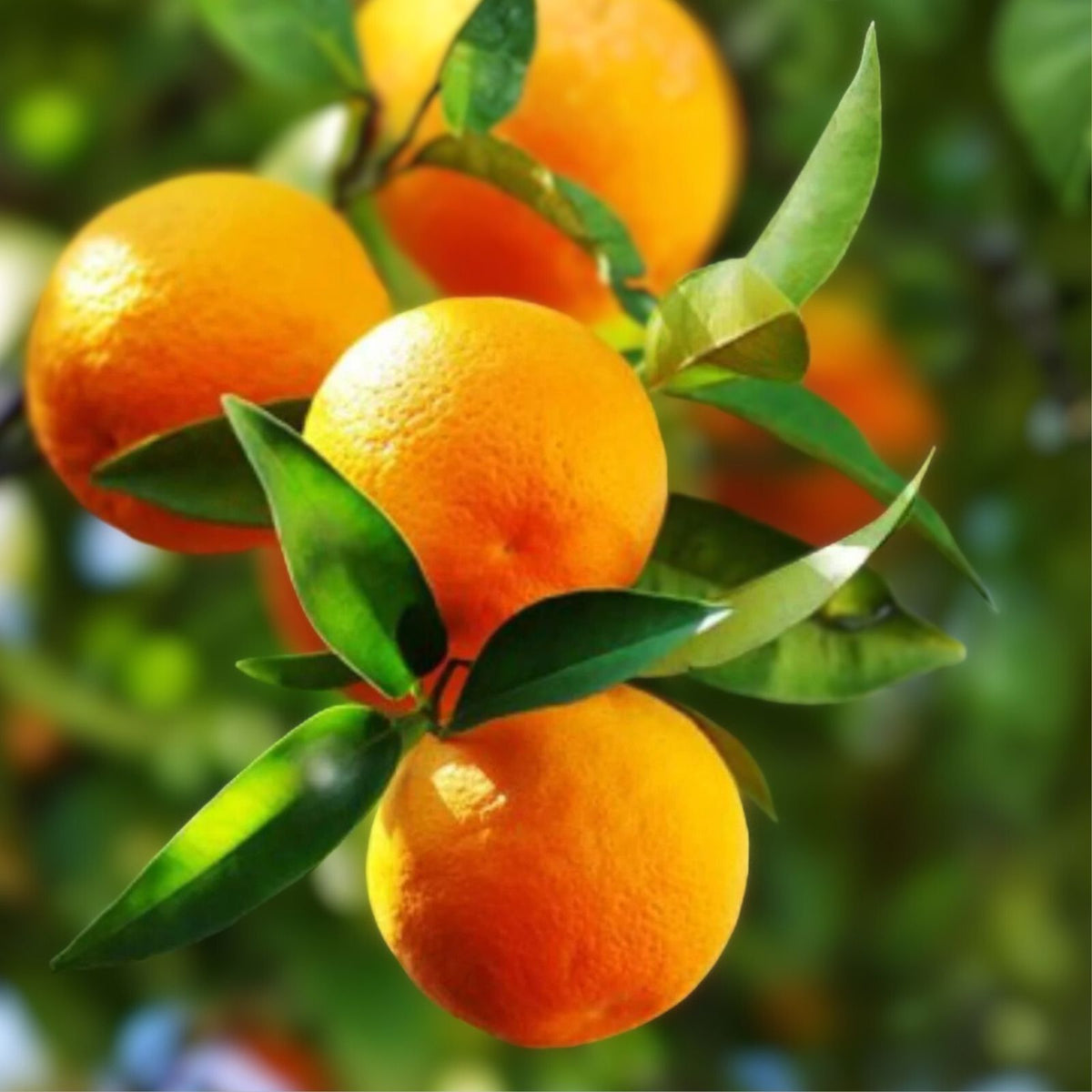 Grafted Page Orange Tree 5 Gallon - Citrus Page Orange (Citrus × sinensis) - Healthy Fruit Tree for Garden