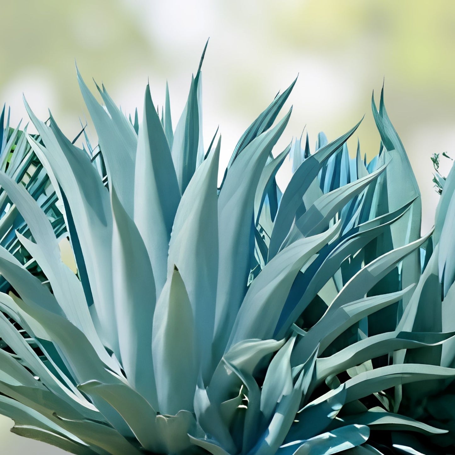 Agave Seed Mix 50 Seeds Varied Species for Planting Gardening Durable Seeds from Iowa