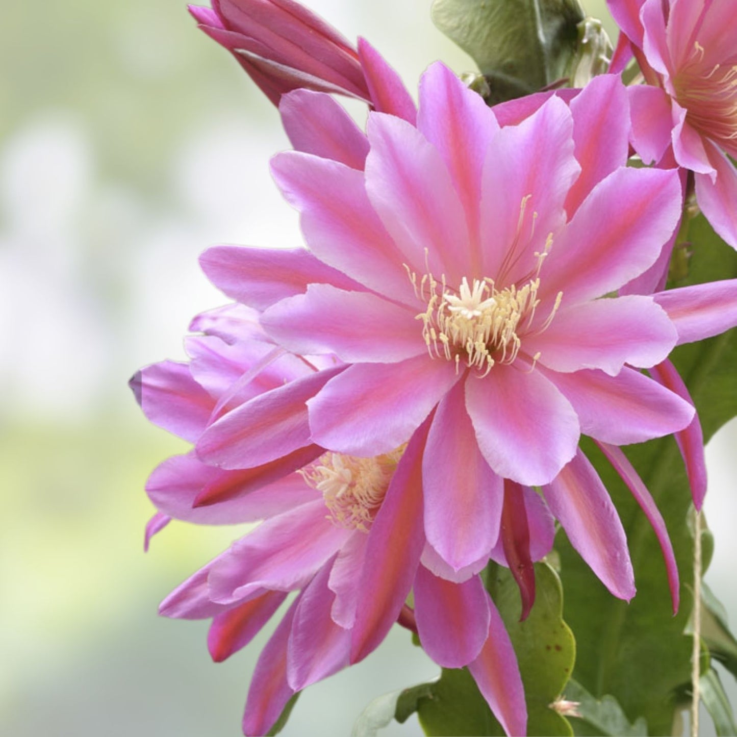 Epiphyllum Orchid Cactus Plant - DANTE Variety, Don's Cuttings, Unique Indoor Houseplant, Easy Care, Bright Blooms, Epiphyllum spp,