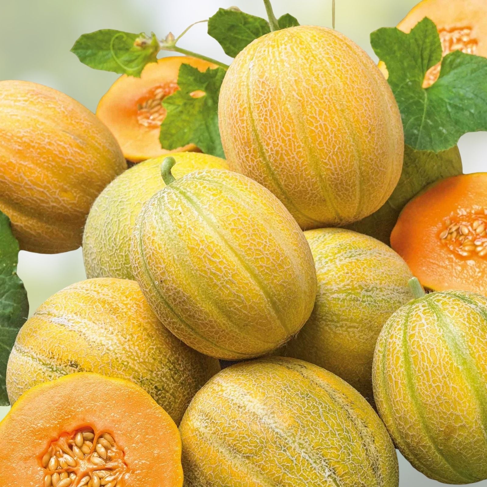 Minnesota Midget Melon Seeds 10 Pack - Sweet Mini Melons - Cucumis melo - Heirloom Fruit Seeds for Gardening