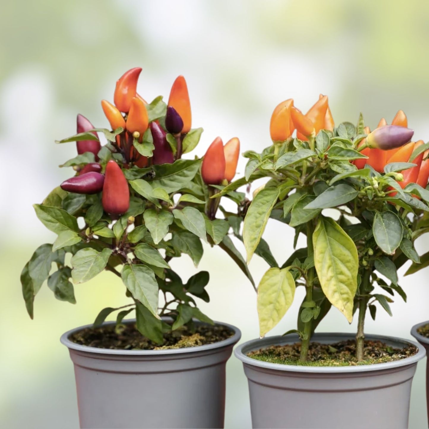 5 Color Pepper Plant Seeds | Exotic Capsicum annuum Varieties | 25+ Seeds for Gardening and Planting