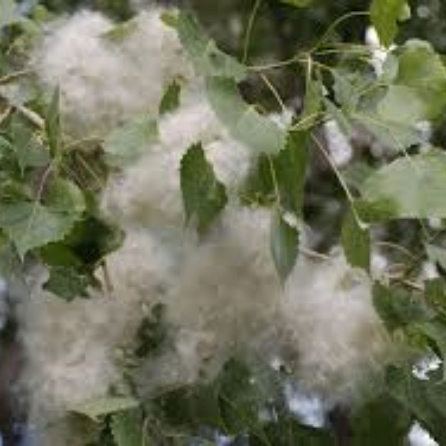 Cottonwood Tree Cuttings 2 Pack - Fast Growing Shade Tree - Populus deltoides - Live Planting Material