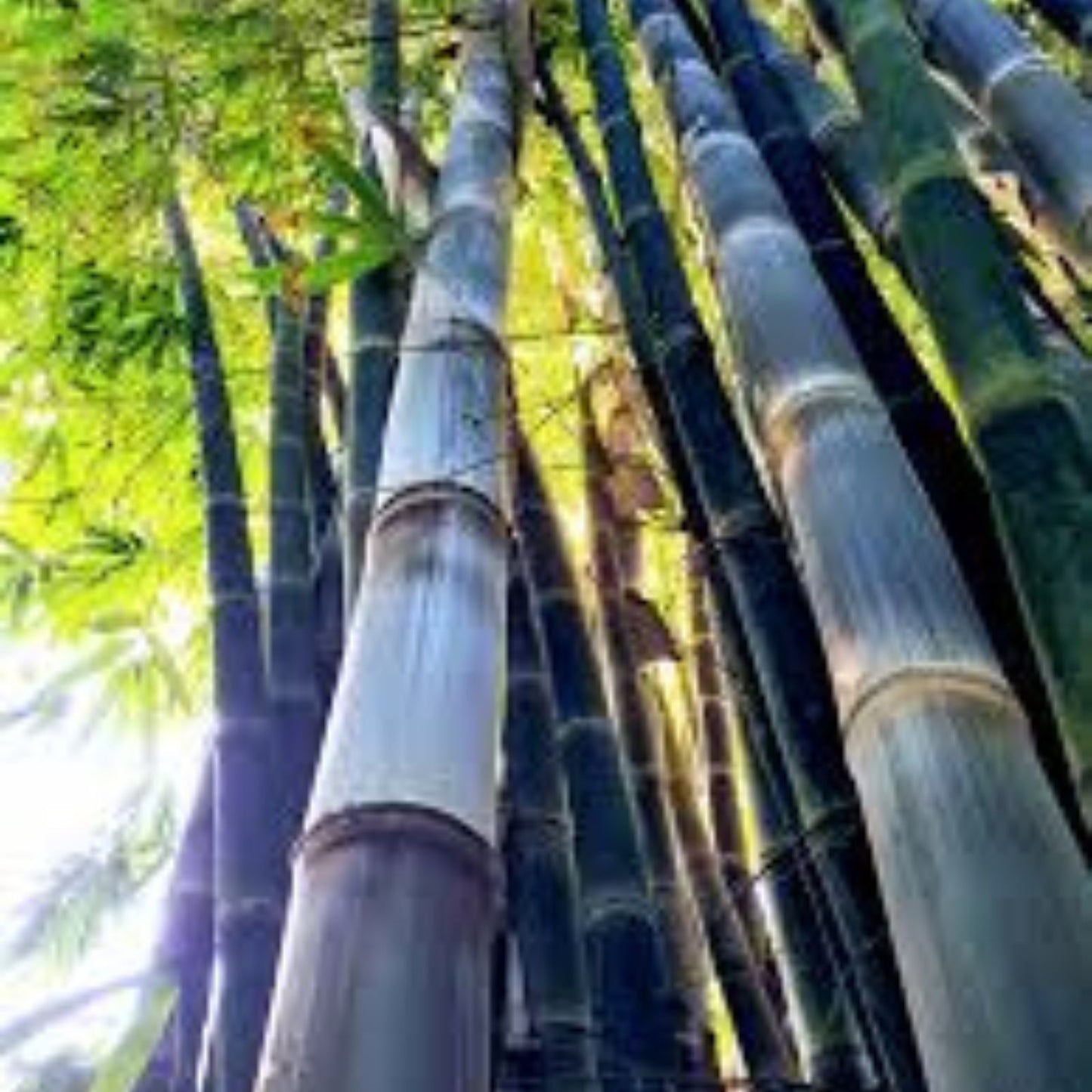 Rare Black Bamboo Seeds - 100+ Count - Exotic Fast-Growing Bambusa vulgaris Seeds for Planting