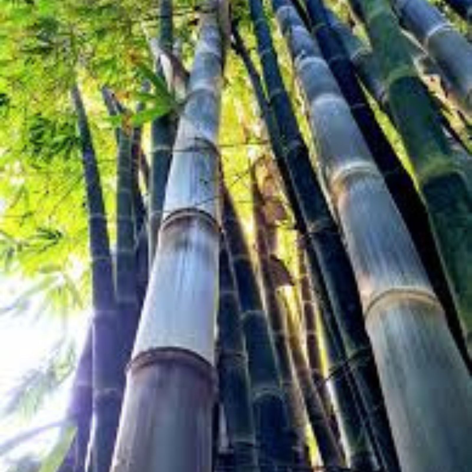 Rare Black Bamboo Seeds - 100+ Count - Exotic Fast-Growing Bambusa vulgaris Seeds for Planting