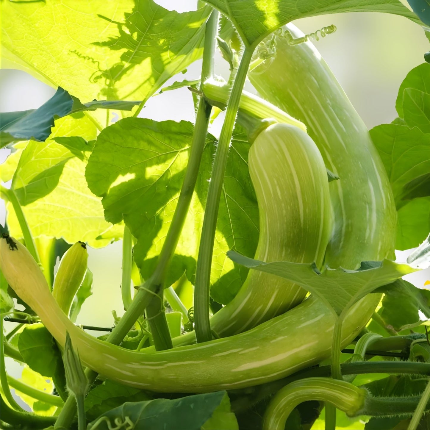 Trombone Squash Seeds - 20 Heirloom Tromboncino Plants for Garden - Cucurbita moschata, Edible Summer Squash, Vegetable Seeds