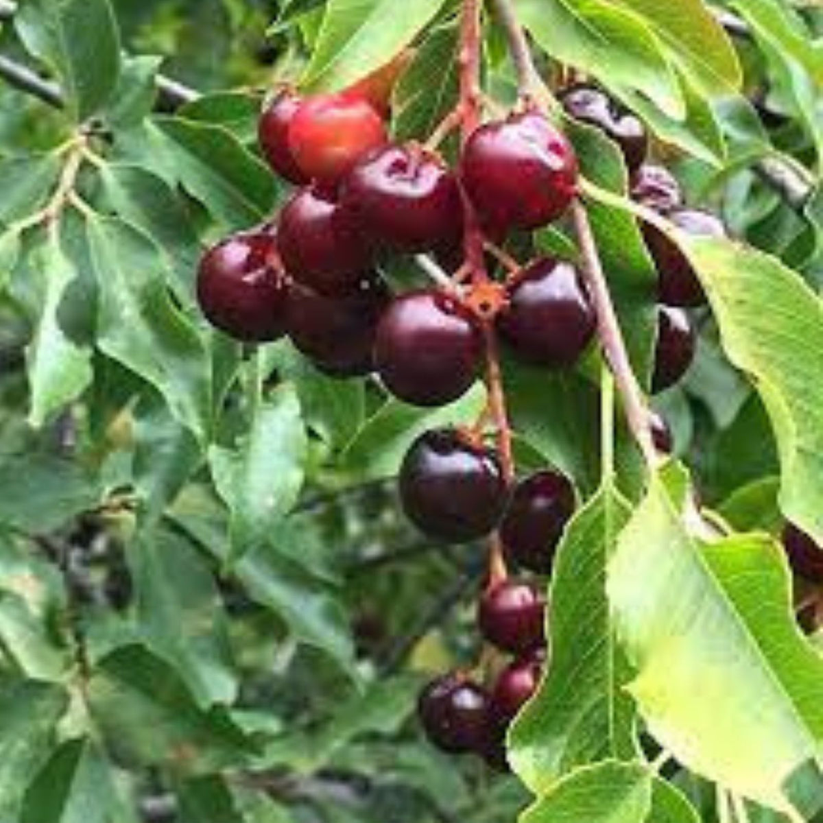 Black Cherry Seeds - 15 USA Native Sweet Edible Fruit Seeds - Prunus serotina