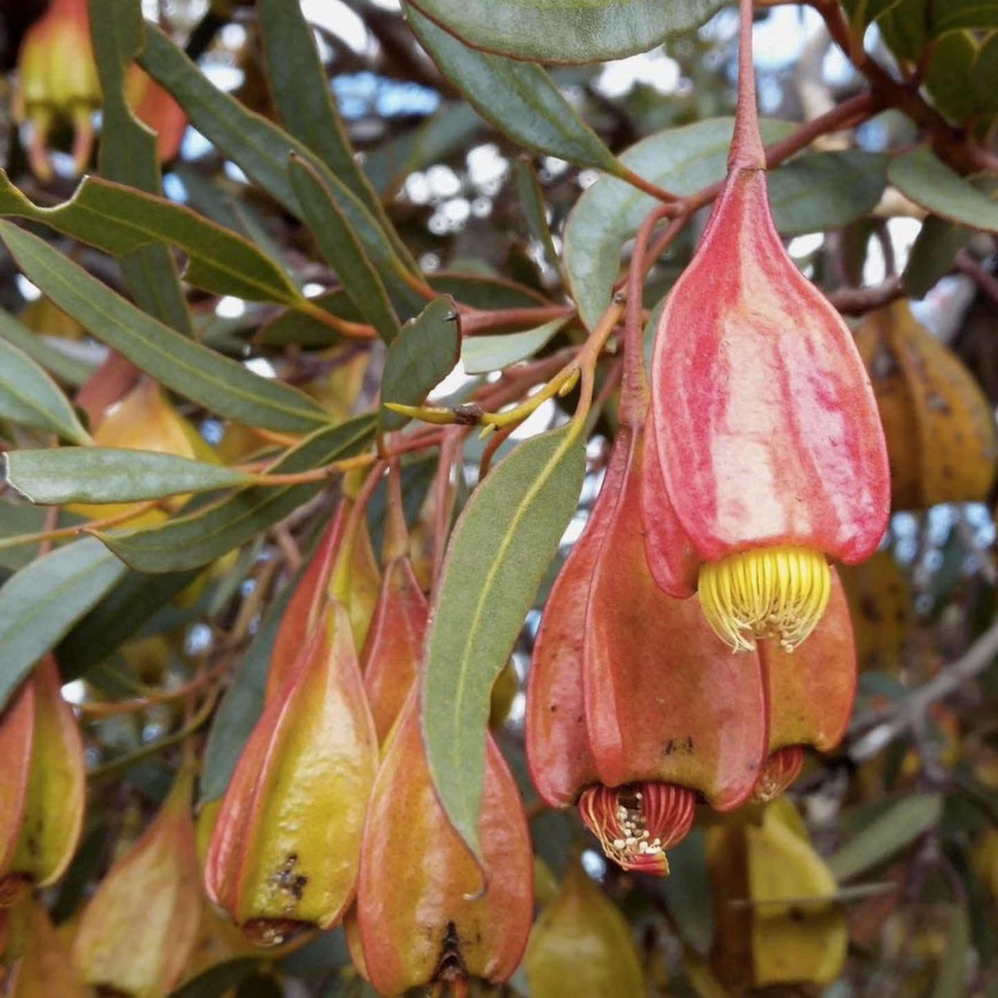 Fuchsia Gum Tree Seeds 30 Pack - Eucalyptus forrestiana Australian Native Tree Seeds for Planting