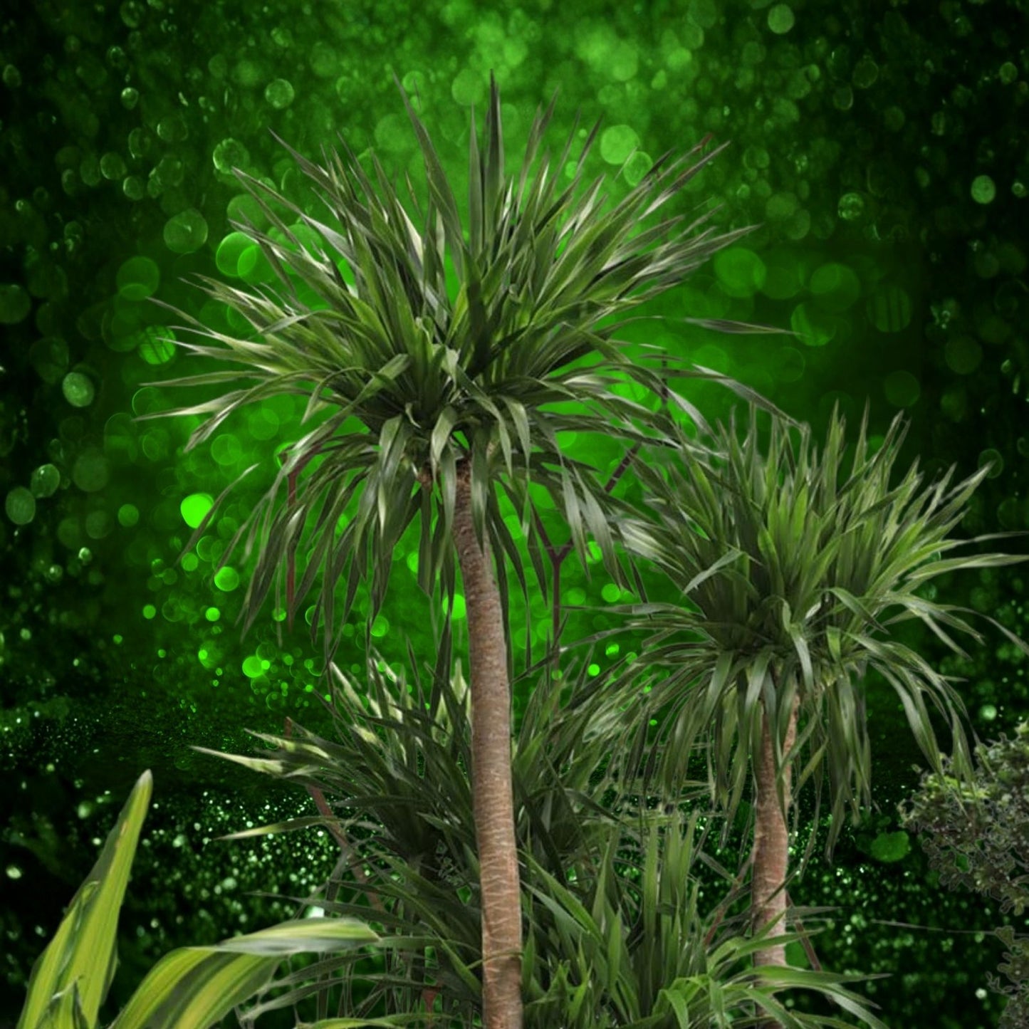 Dracaena Seeds 100 Count - Indoor Outdoor Gardening Plant Seeds - Landscaping and Home Decor - Dracaena spp.