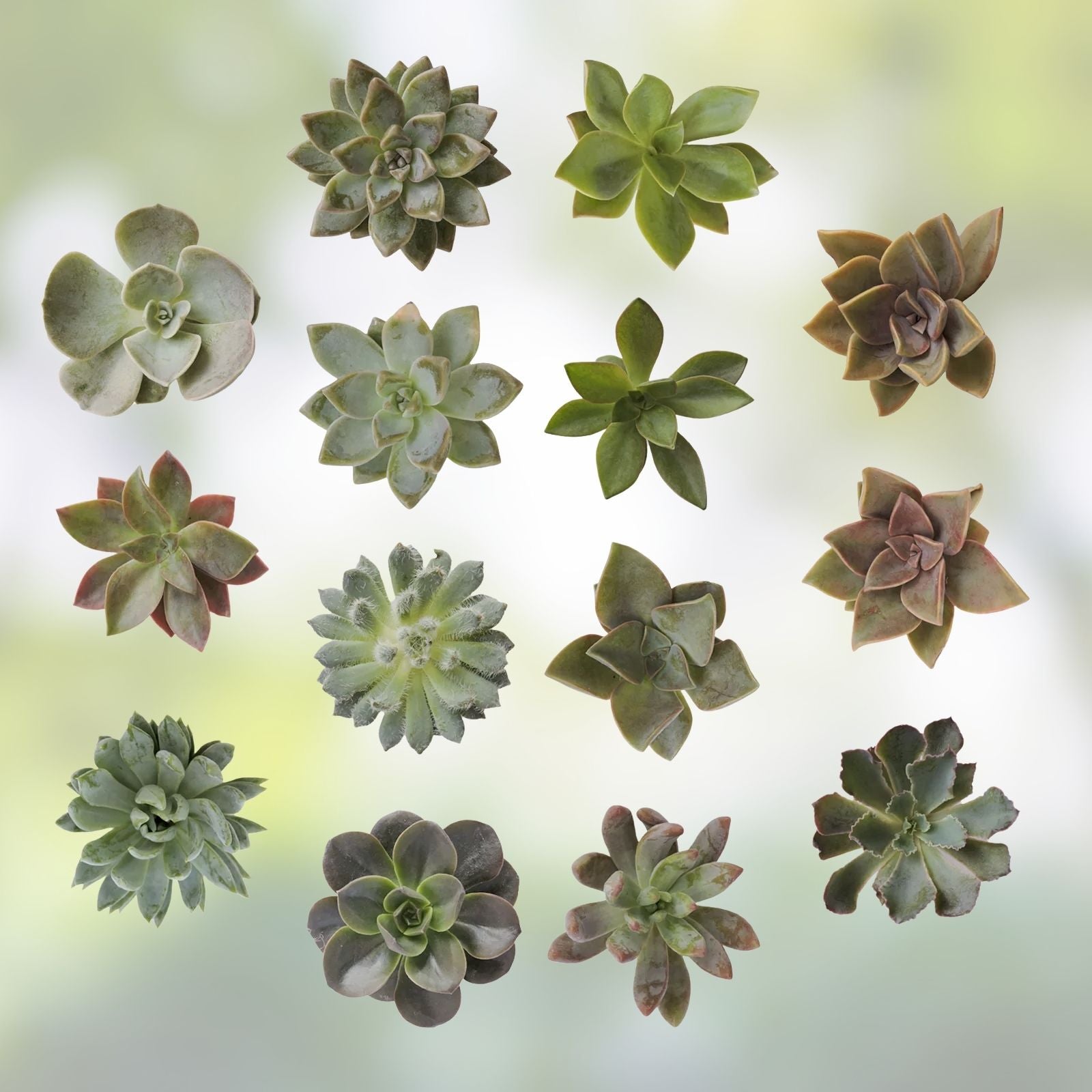 Assorted Succulent Cuttings 100 Pieces 20 Varieties for DIY Arrangements Garden Projects | Succulent Plants Collection