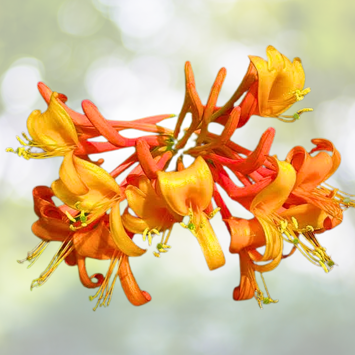 Honeysuckle Vine Plant - 8-12 Inch - Lonicera 'Mandarin' - Fragrant Flowering Climber