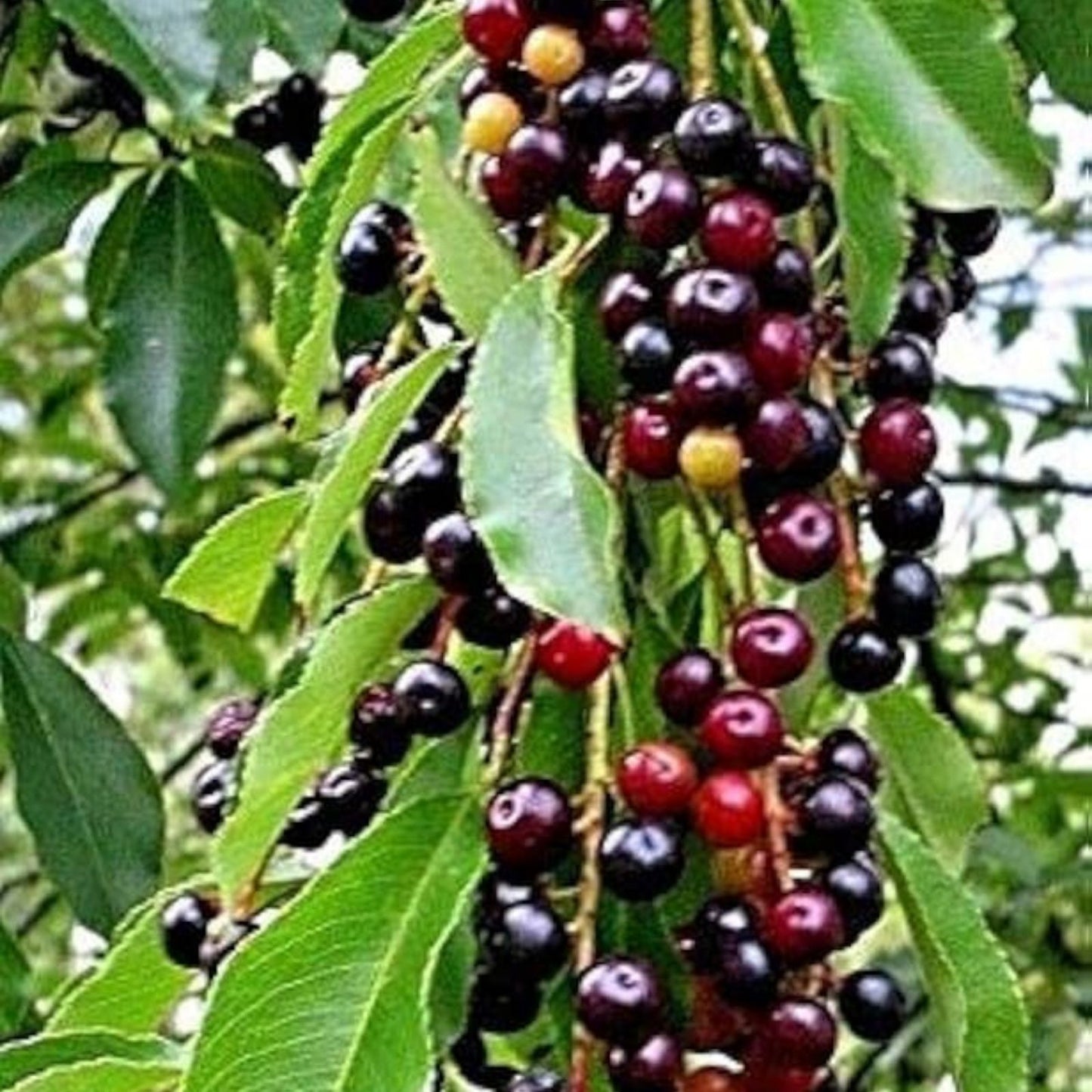 Bonsai Black Cherry Tree Seeds - 20 Seeds - Prunus serotina - Fruit Bearing Bonsai for Home Gardening