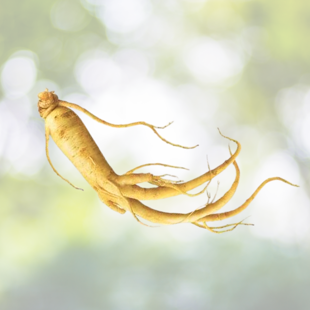 Asian Ginseng Seeds - 10pcs Medicinal Herb - Panax Ginseng - Perennial Plant for Herbal Remedies