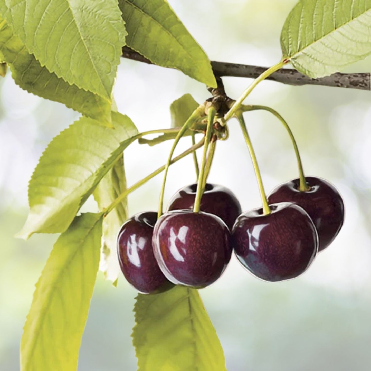 Organic Sweet Cherry Tree Seeds - 20 Pack - Prunus avium - Heirloom Variety - Free Shipping - US Seller
