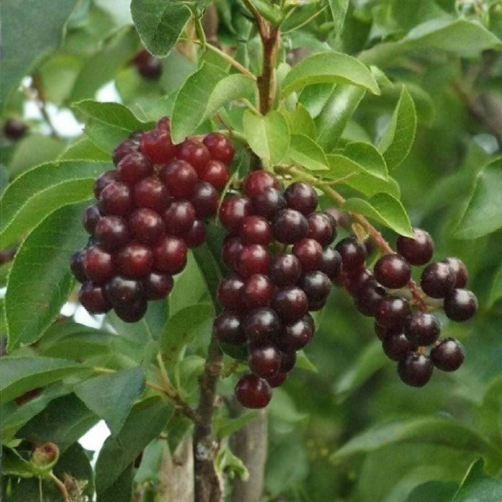 Chokecherry Bush Seedlings 1-2 Feet Native Fruit Plant Prunus virginiana for Landscaping and Wildlife