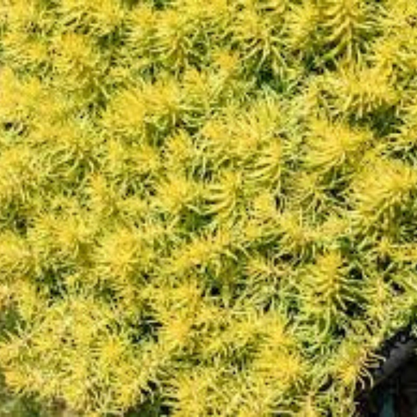 Sedum Cuttings 50 Pack – Rupestre Angelina & Sarmentosum Stonecrop Edible Succulents,垂盆草, Live Plant Propagation Material